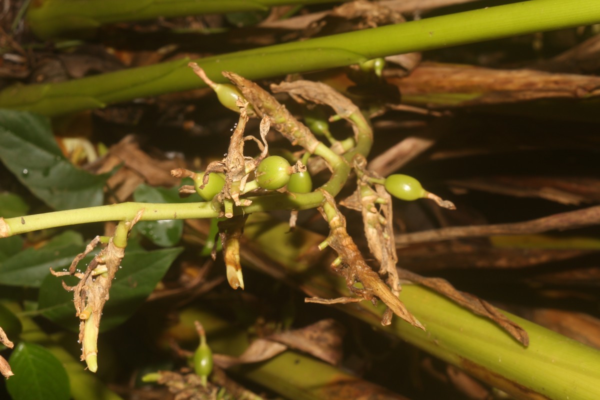 Elettaria cardamomum (L.) Maton